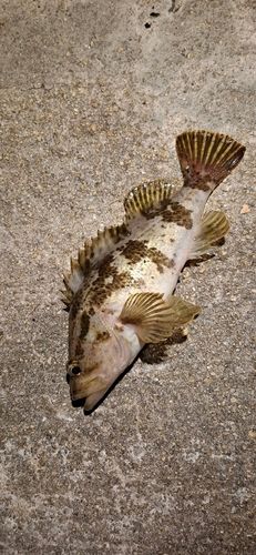 タケノコメバルの釣果