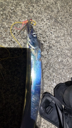 タチウオの釣果