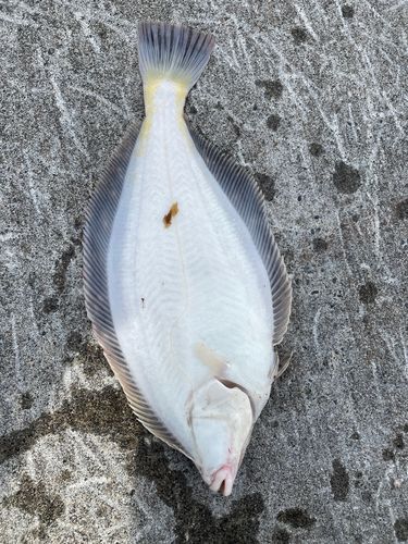 マガレイの釣果
