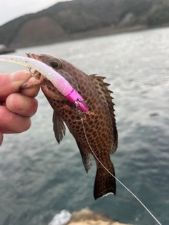 オオモンハタの釣果