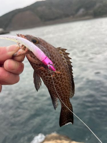オオモンハタの釣果
