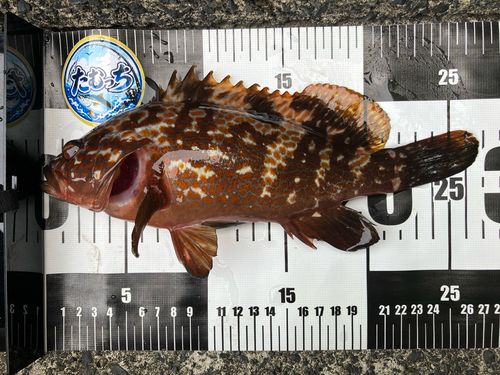アコウの釣果