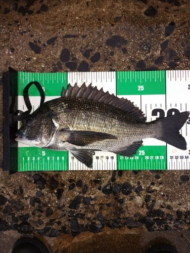チヌの釣果