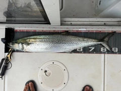 サワラの釣果