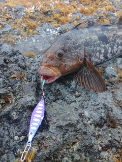 アブラコの釣果