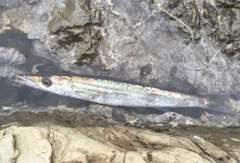 カマスの釣果