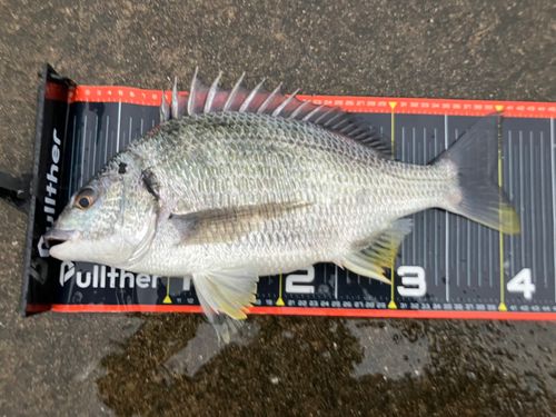 キビレの釣果