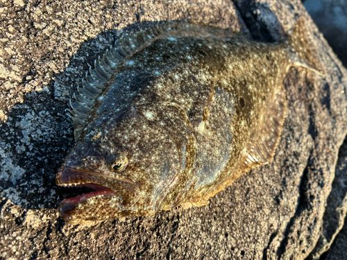 ソゲの釣果