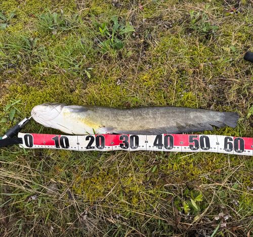 ナマズの釣果