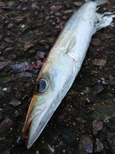 カマスの釣果