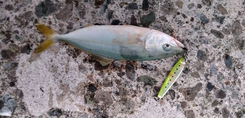 ワカシの釣果
