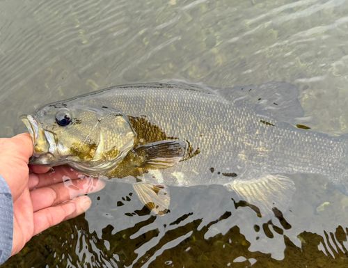 スモールマウスバスの釣果
