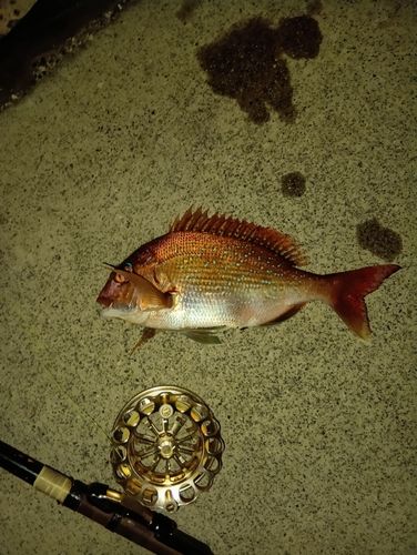 チャリコの釣果