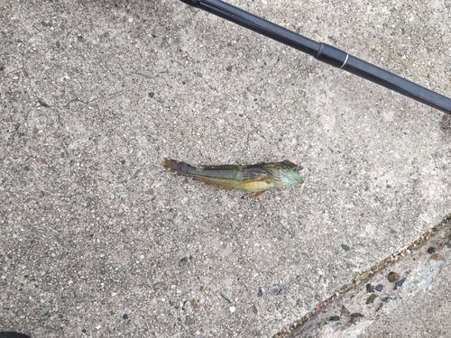 ハゼの釣果