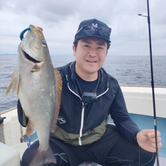 イサキの釣果