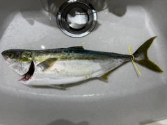ワラサの釣果