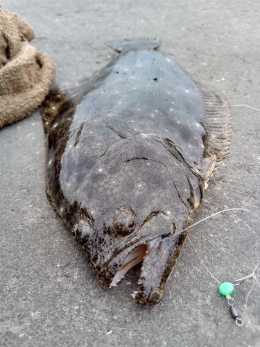 ソゲの釣果