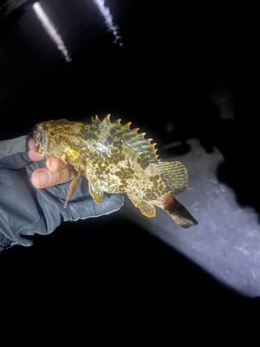 タケノコメバルの釣果