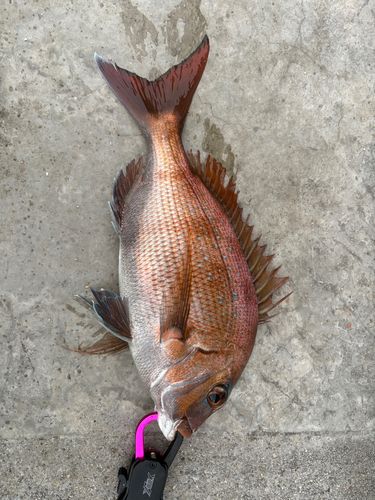 マダイの釣果