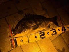 クロダイの釣果