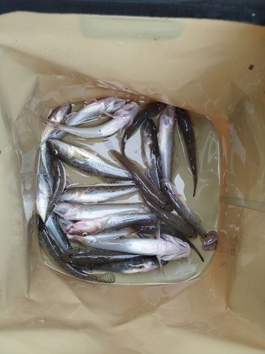 マハゼの釣果