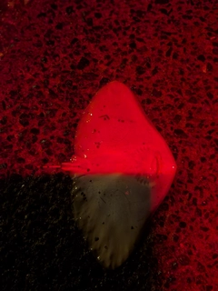 エイの釣果