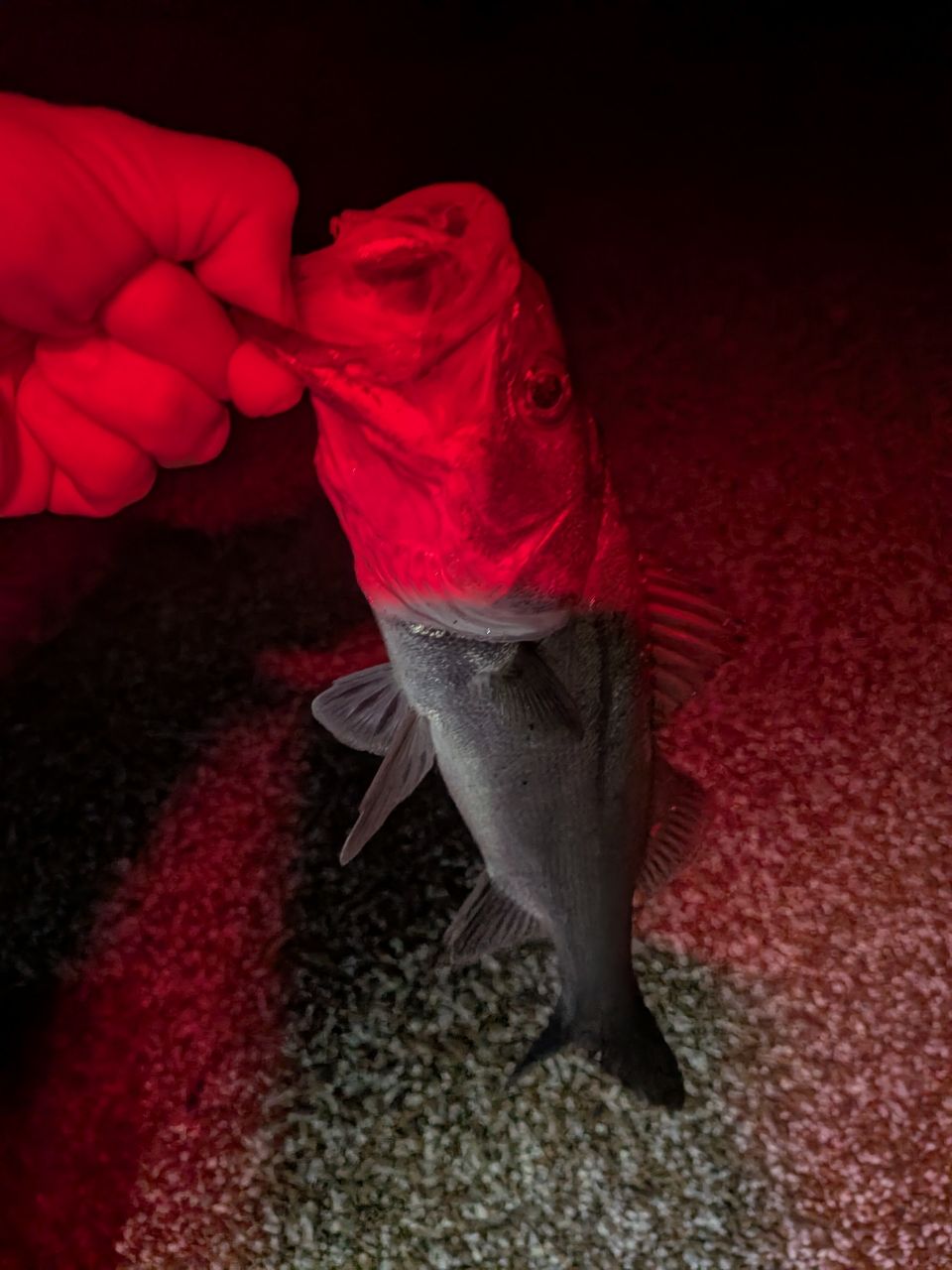 AbuGarcia ソルティースタイルライトショアジギング STLS-962M40-KRの