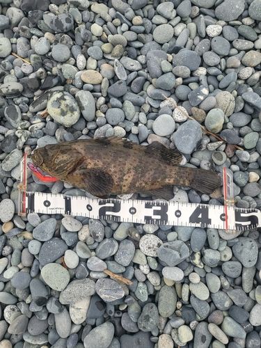 オオモンハタの釣果
