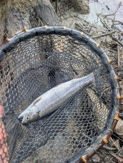 ニジマスの釣果