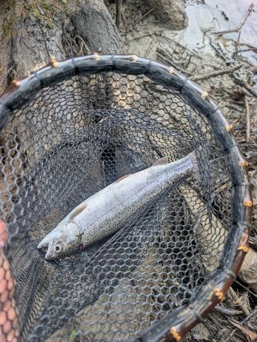 ニジマスの釣果