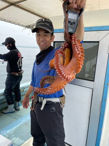タコの釣果