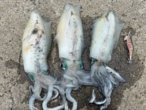 アオリイカの釣果