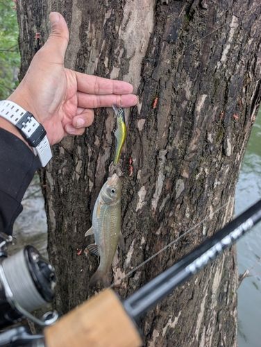 ウグイの釣果