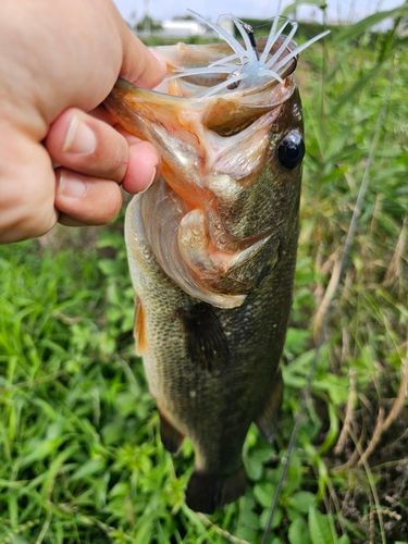 ラージマウスバスの釣果