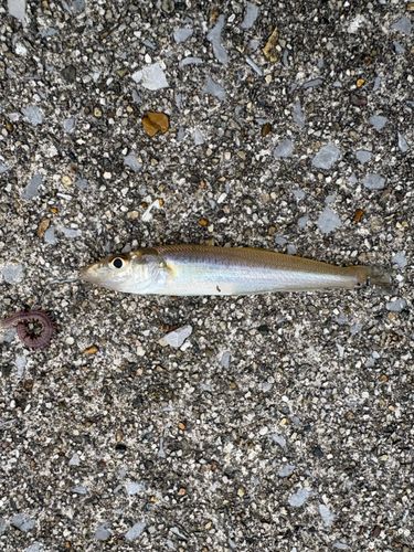 キスの釣果