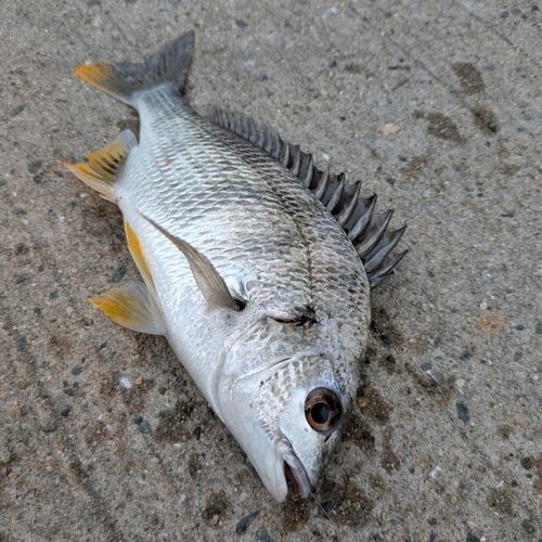 キビレの釣果