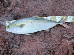 ワラサの釣果