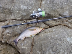 イサキの釣果