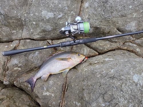 イサキの釣果