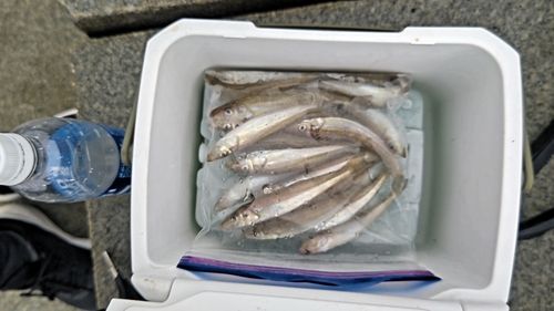 キスの釣果