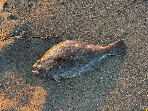 ソゲの釣果