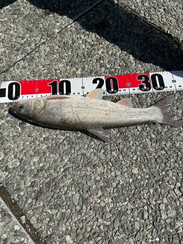 ウグイの釣果