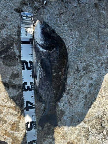 クロダイの釣果