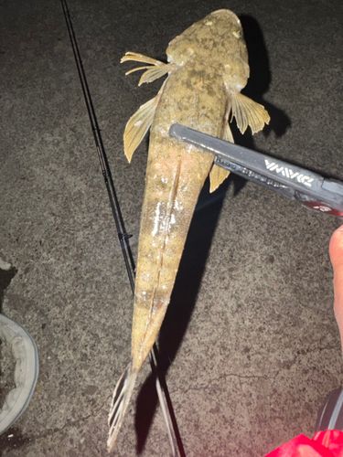 マゴチの釣果
