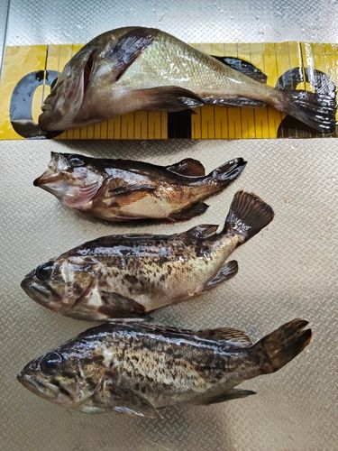 メバルの釣果