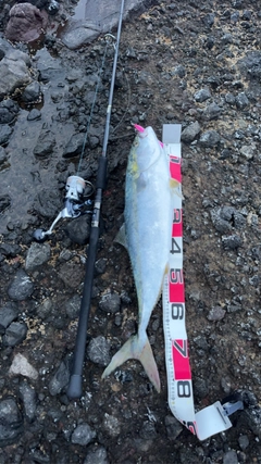 ブリの釣果