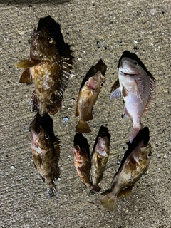カサゴの釣果