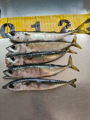 サバの釣果