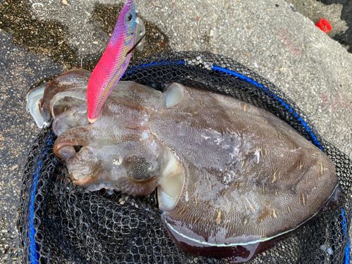 モンゴウイカの釣果