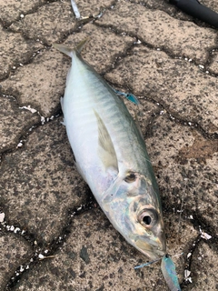 マルアジの釣果